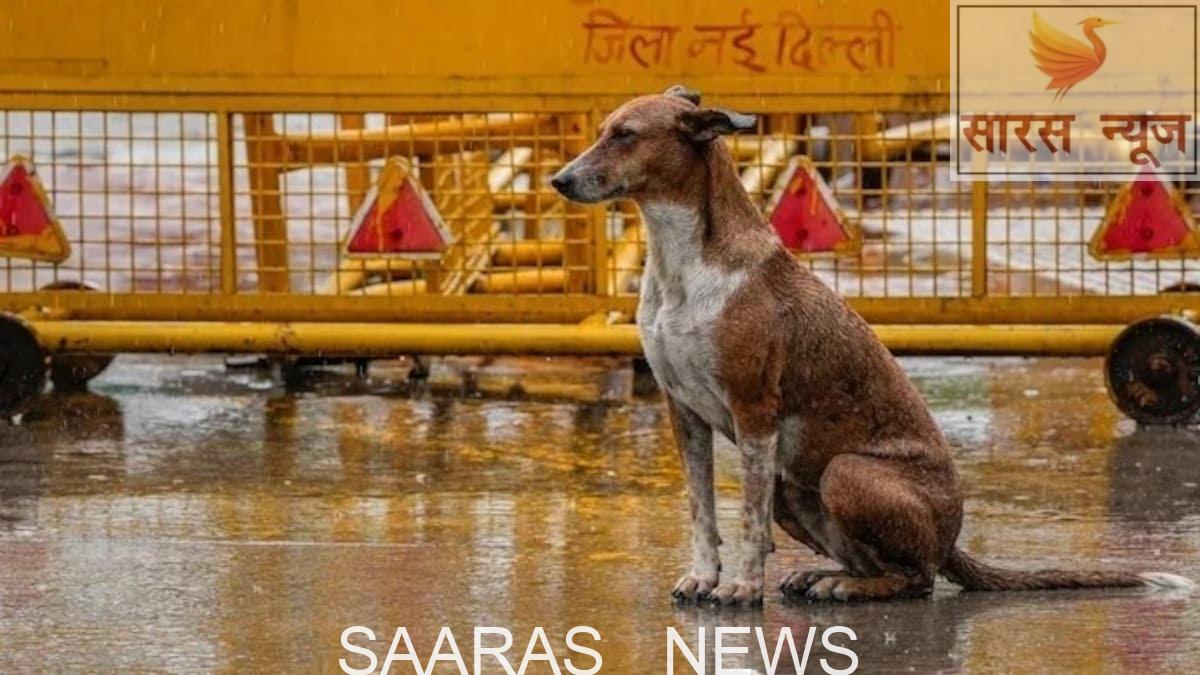 सुप्रीम कोर्ट ने दिल्ली-एनसीआर के आवारा कुत्तों पर बड़ा फैसला सुनाया।